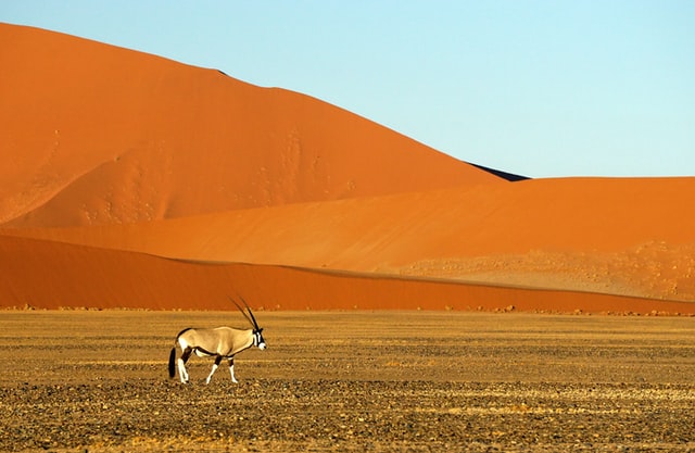 Namibian desert, national park