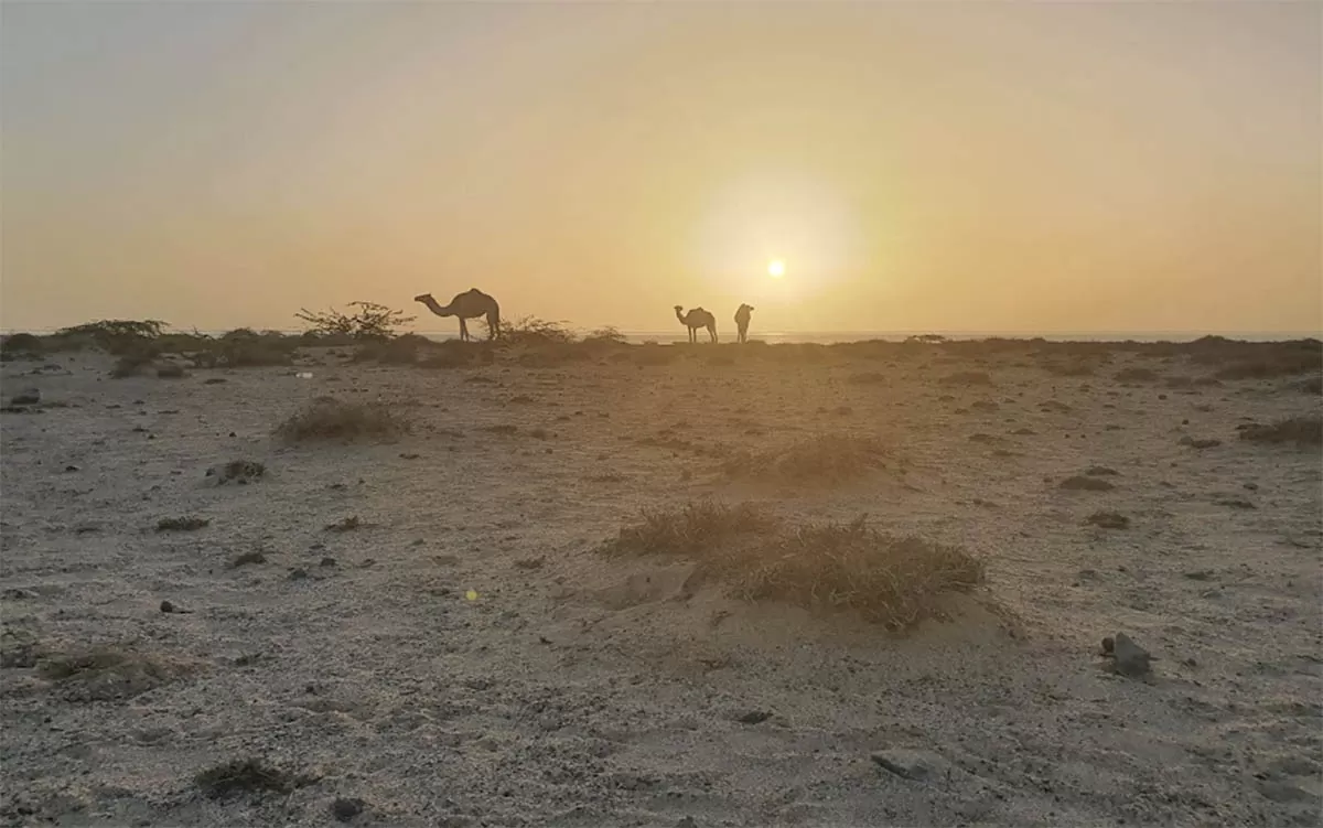 Marsays, Masirah Island