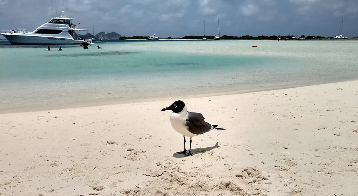 Francisqui, Los Roques
