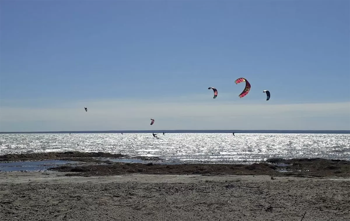 Pellegra Galla